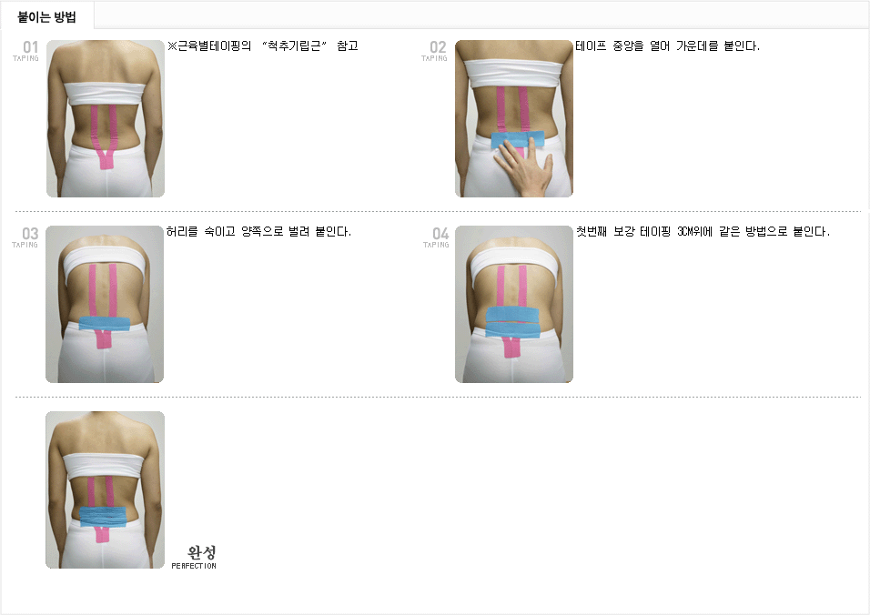 척추기립근+보강